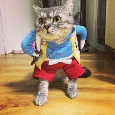 Funny Pets Costumes